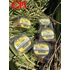 Kép 6/7 - CPX MENTOR MONO LINE zsinór - yellow-green - 750m - 0,22mm