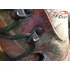 Kép 4/5 - TF Gear - PRIMAL X-TREME BOOT - 44-es méret